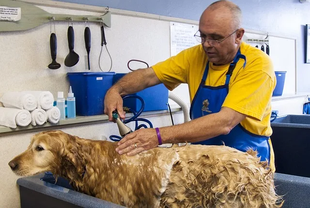 Dog Grooming: 7+ Complete Guide to Keeping Your Dog Healthy and Happy ๐ถ Dog grooming tools and supplies