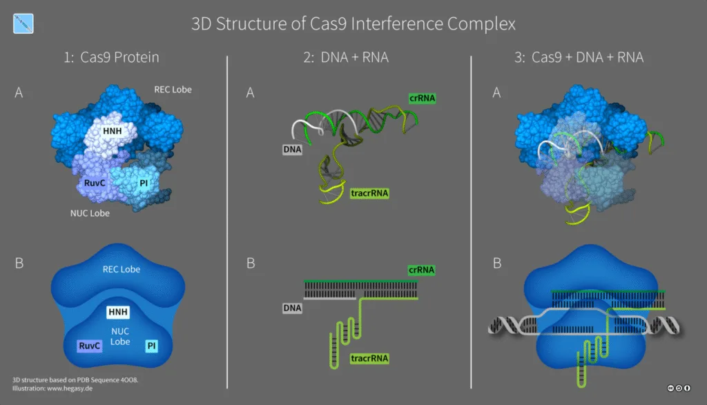 The DNA Designer: Exploring CRISPR-Cas9 and the Future of Genetics 🧬 crispr-cas9