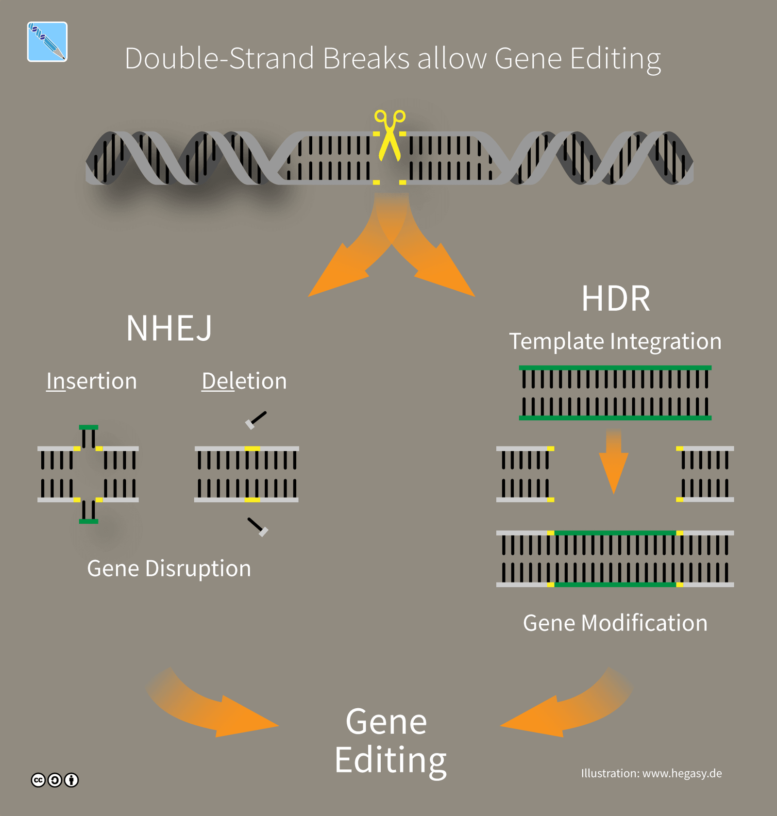 The DNA Designer: Exploring CRISPR-Cas9 and the Future of Genetics