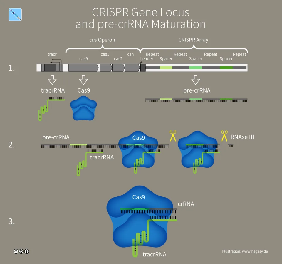 The DNA Designer: Exploring CRISPR-Cas9 and the Future of Genetics 🧬 crispr-cas9