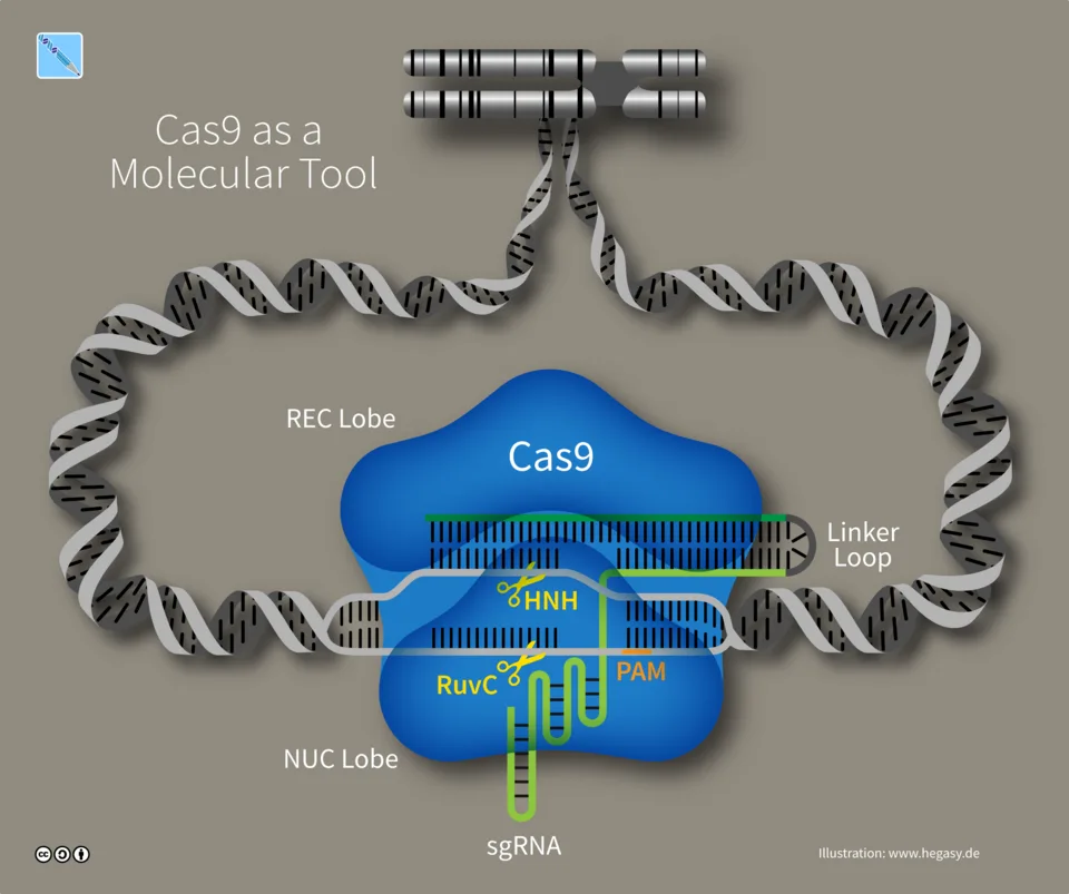 The DNA Designer: Exploring CRISPR-Cas9 and the Future of Genetics 🧬 crispr-cas9
