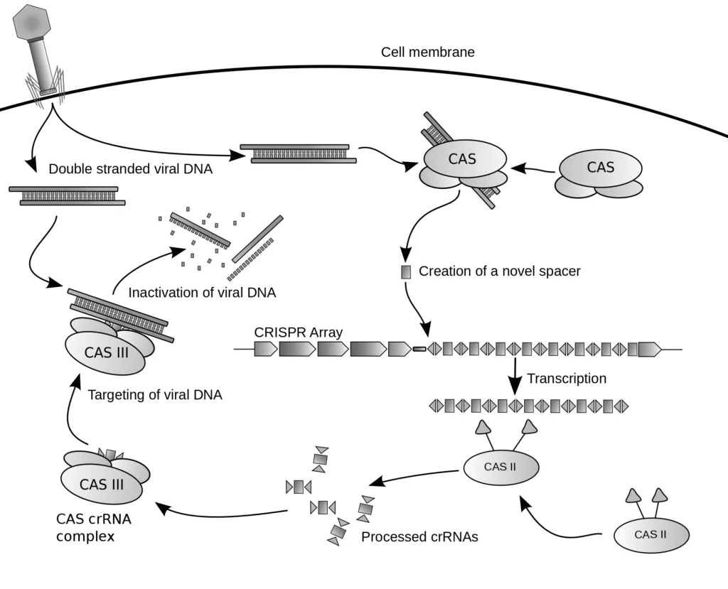 The DNA Designer: Exploring CRISPR-Cas9 and the Future of Genetics 🧬 crispr-cas9